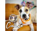 Adopt Callisto Sutton a Brown/Chocolate Pit Bull Terrier dog in Portland