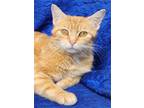 Adopt Honey a Orange or Red Domestic Shorthair / Mixed (short coat) cat in Cuba