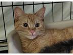 Adopt Mercy a Orange or Red Tabby Domestic Shorthair (short coat) cat in New