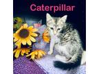 Adopt caterpillar (Petsmart) a Domestic Shorthair / Mixed (short coat) cat in