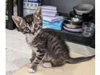 Adopt Tater Tot (Petsupermarket) a Domestic Shorthair / Mixed (short coat) cat
