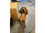 Adopt Stella Rae a Mixed Breed (Medium) / Mixed dog in Ocala, FL (41458355)