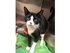 Adopt Stella a Domestic Shorthair / Mixed (short coat) cat in Ocala