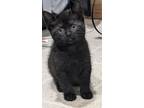 Adopt Skye (Petsmart) a Domestic Shorthair / Mixed (short coat) cat in Ocala