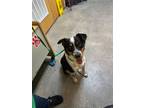 Adopt Philly Cheesesteak a Mixed Breed (Medium) / Mixed dog in Ocala