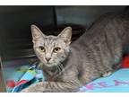Adopt Natalie Grant (Petsmart) a Domestic Shorthair / Mixed (short coat) cat in