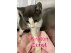 Adopt Kirsten Dunst (Petsmart) a Domestic Shorthair / Mixed (short coat) cat in