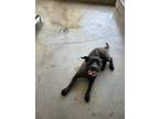 Adopt Jill a Mixed Breed (Medium) / Mixed dog in Ocala, FL (41458348)