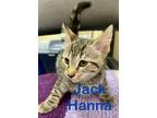 Adopt Jack Hanna (Petsupermarket) a Domestic Shorthair / Mixed (short coat) cat
