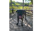 Adopt Jack a Mixed Breed (Medium) / Mixed dog in Ocala, FL (41458346)
