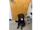 Adopt Goliath a Mixed Breed (Medium) / Mixed dog in Ocala, FL (41458344)