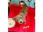 Adopt Mango a Mixed Breed (Medium) / Mixed dog in St Augustine, FL (41458329)