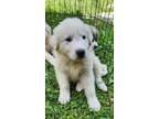 Adopt Sawyer a Great Pyrenees / Mixed dog in Crocker, MO (41458325)