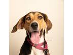 Adopt Cassie a Tricolor (Tan/Brown & Black & White) Hound (Unknown Type) / Mixed