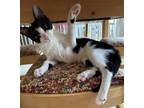 Adopt Nino a Black & White or Tuxedo Domestic Shorthair / Mixed (short coat) cat