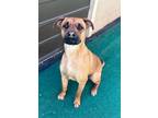 Adopt Scooby a Tan/Yellow/Fawn Hound (Unknown Type) / Terrier (Unknown Type