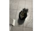 Adopt Ace a Brown/Chocolate - with Black Spitz (Unknown Type
