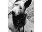 Adopt Chancey a Brown/Chocolate German Shepherd Dog / Mixed dog in Cuyahoga