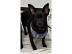 Adopt Cody Puppy a Black Schipperke / Pomeranian / Mixed dog in Cuyahoga Falls