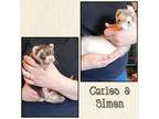 Adopt Simon a Silver or Gray Ferret small animal in Denver, CO (41068700)