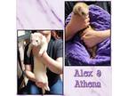 Adopt Alex a White Ferret small animal in Denver, CO (41068790)