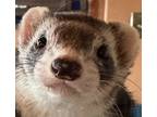 Adopt Rigby a Silver or Gray Ferret small animal in Denver, CO (41051565)