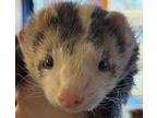 Adopt Pepe a Silver or Gray Ferret small animal in Denver, CO (41095467)