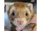 Adopt Flower a Brown or Chocolate Ferret small animal in Denver, CO (41092348)