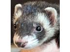 Adopt Daisy a Sable Ferret small animal in Denver, CO (41095454)
