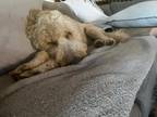 Adopt Kylo a Tan/Yellow/Fawn Goldendoodle / Mixed dog in Mt.