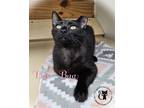 Adopt Luv Bug AND Rose a All Black Domestic Shorthair / Mixed (short coat) cat