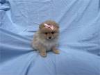 Pomeranian Puppies Ready for Homes