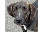 Adopt Larry a Mountain Cur / Terrier (Unknown Type, Medium) / Mixed dog in