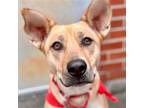 Adopt Nala a Carolina Dog / Mixed dog in Bloomfield, CT (41458391)