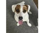 Adopt Patches a White - with Tan, Yellow or Fawn Jack Russell Terrier / Mixed