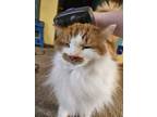 Adopt Apawllo a Orange or Red Tabby Domestic Longhair / Mixed (long coat) cat in