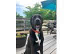 Adopt Boris a Black - with White Labrador Retriever / Mixed dog in Brentwood