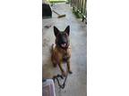 Adopt Kane a Tan/Yellow/Fawn - with Black Belgian Malinois / Mixed dog in New