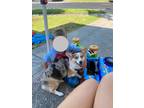 Adopt Cali a Merle Pembroke Welsh Corgi / Mixed dog in Clearwater, FL (41467701)