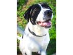 Adopt Birdie a Black Mixed Breed (Medium) dog in Johnstown, PA (40891847)