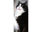 Adopt Monkey a All Black Domestic Longhair cat in Johnstown, PA (41454814)