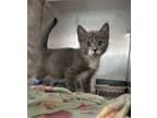 Adopt Hiker a Gray or Blue (Mostly) Domestic Shorthair (short coat) cat in