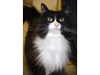 Adopt Joker a All Black Domestic Longhair cat in Johnstown, PA (41454812)