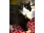 Adopt Joker a All Black Domestic Longhair cat in Johnstown, PA (41454812)