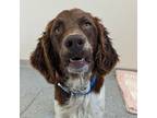 Adopt Jack a Brittany dog in Yankton, SD (41464924)