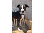 Adopt Kaity a American Staffordshire Terrier / Mixed dog in Cottonwood