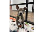 Adopt Hannah a Staffordshire Bull Terrier / Mixed dog in Cottonwood