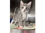 Adopt Ranger a Gray, Blue or Silver Tabby Domestic Mediumhair (medium coat) cat