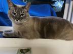 Adopt Jasper a White (Mostly) American Shorthair / Mixed (short coat) cat in