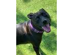 Adopt Shadow a Labrador Retriever / Mixed Breed (Medium) / Mixed dog in Fort